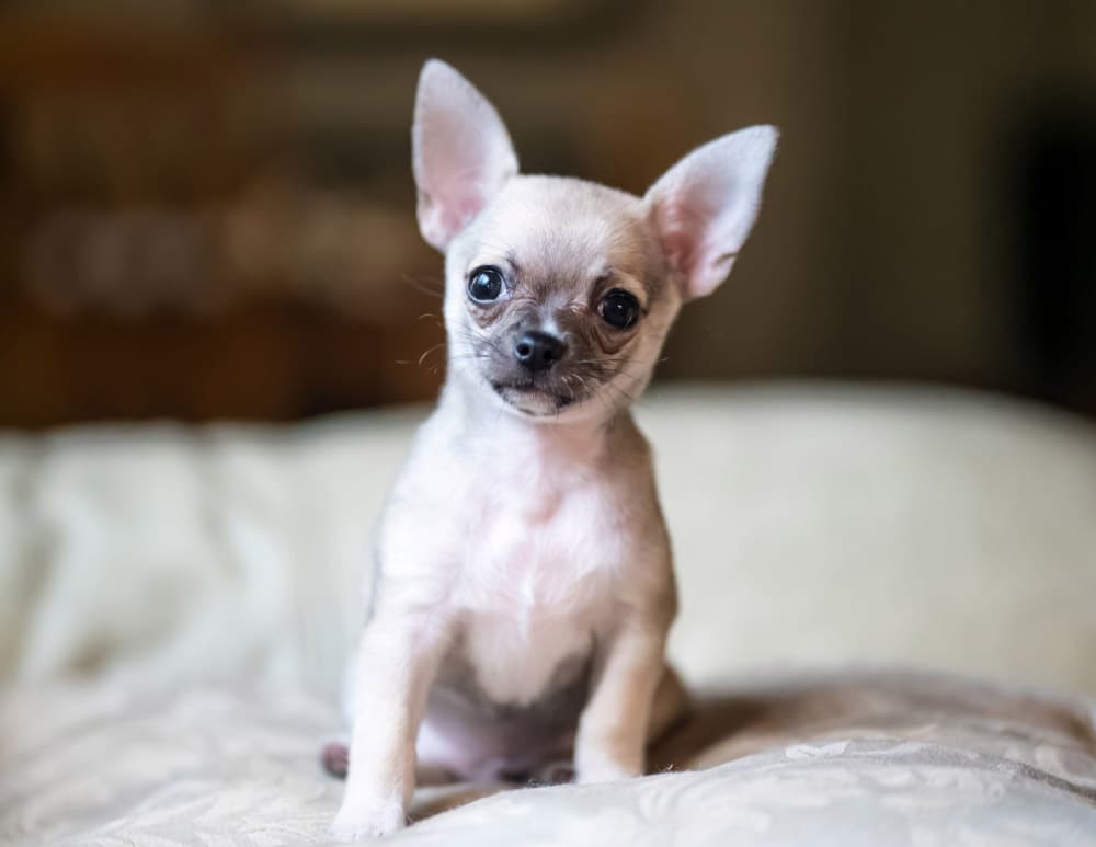 Closeup shot of an adorable chihuahua dog standing on a bed
