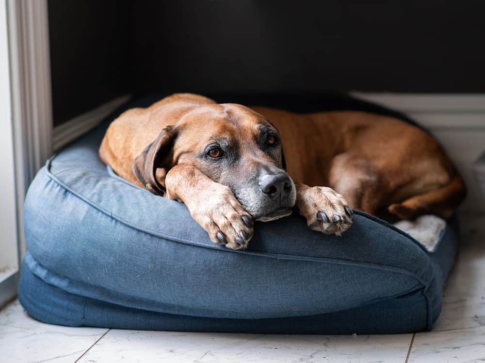 rescue dog on pillow