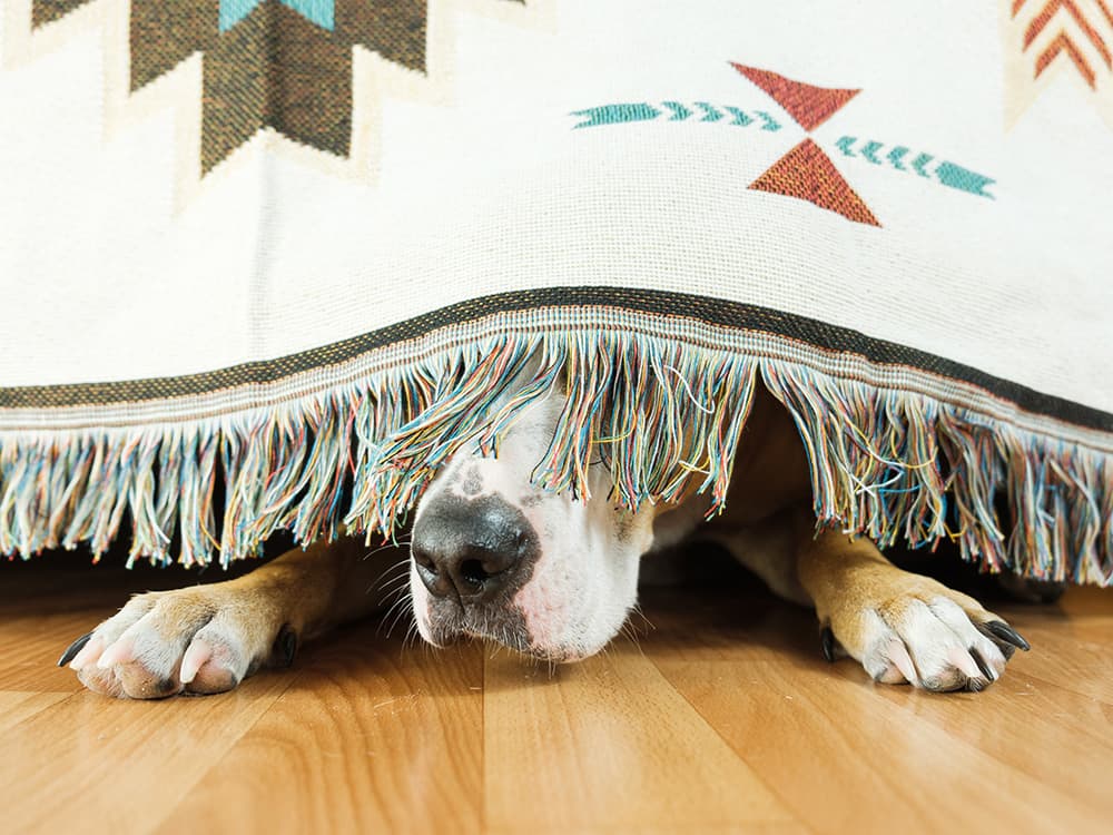 Why Are Dogs Scared of Fireworks?