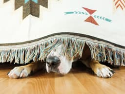 Why Are Dogs Scared of Fireworks?