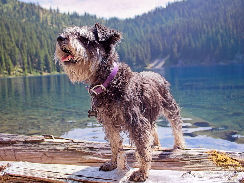 mini schnauzer at a lake