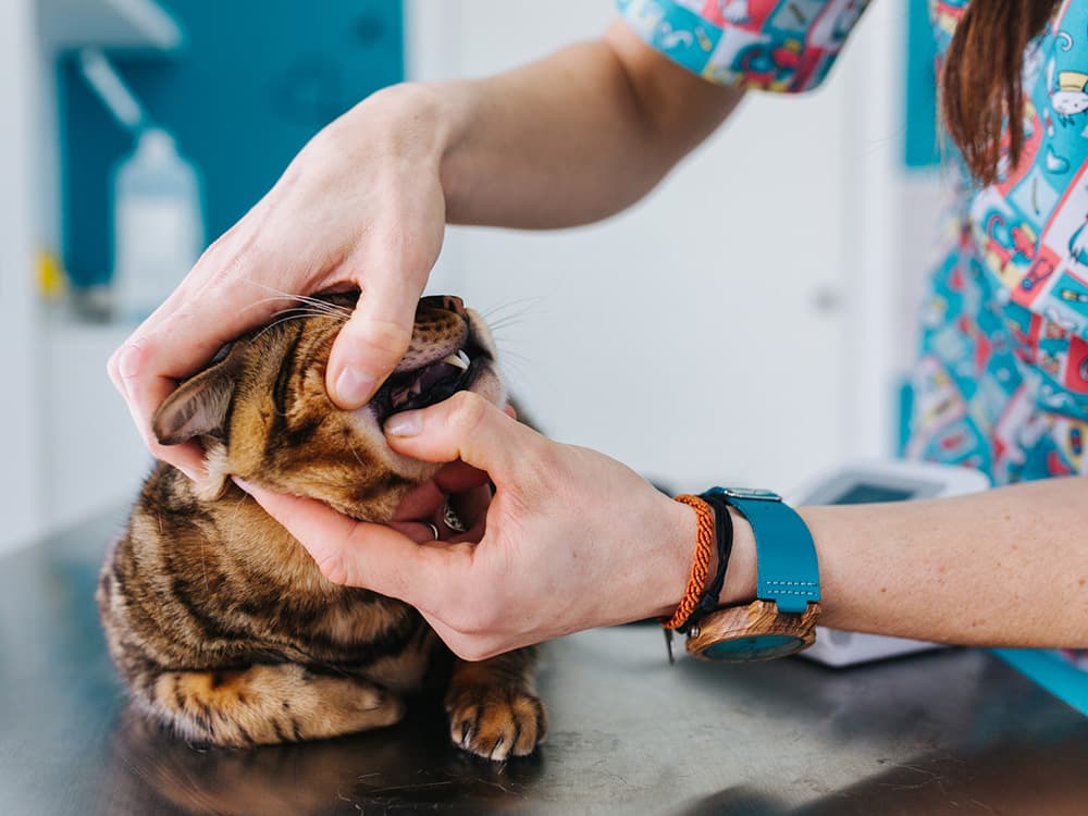 What You Need to Know About Cat Mouth Ulcers