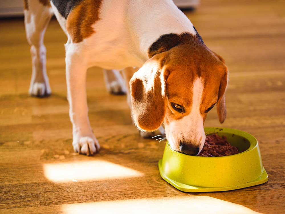 Supplements Are Going to the Dogs