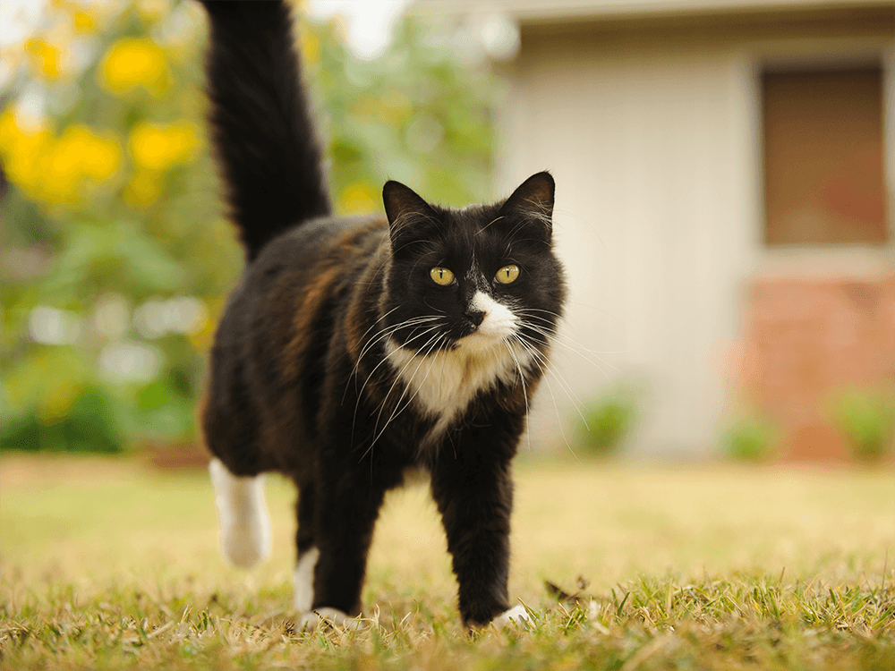 Heartworm in Cats: Do They Get The Disease and What to Know