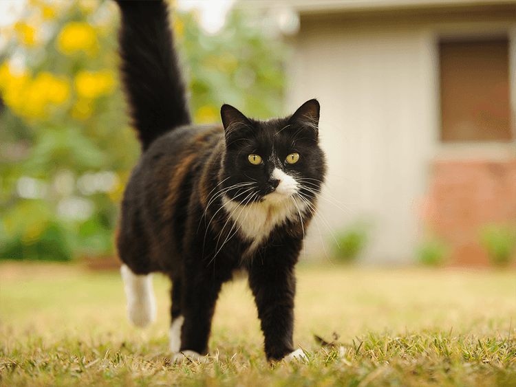 Heartworm in Cats: Do They Get The Disease and What to Know