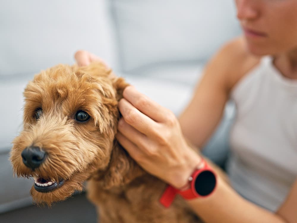 Safe, Effective Home Remedies for Ear Mites in Dogs