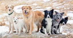 Dog Coat Colors and Combos: From Classic Black to Bold Brindle