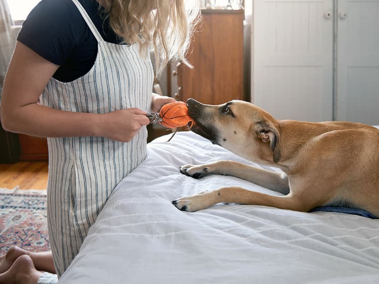 Playing Tug With Your Dog Is Good Exercise For Both Of You
