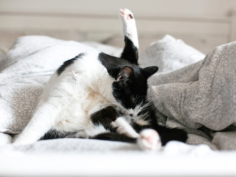 Understanding Cat Anal Glands and Cat Anal Gland Discharge