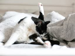 Understanding Cat Anal Glands and Cat Anal Gland Discharge