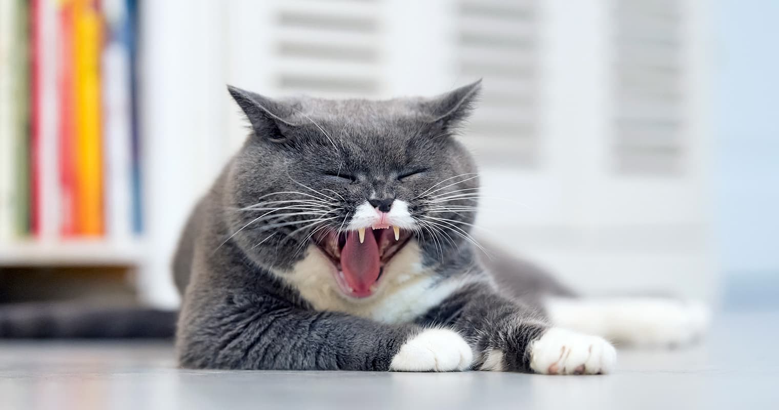 Are Hairballs Normal for Cats?