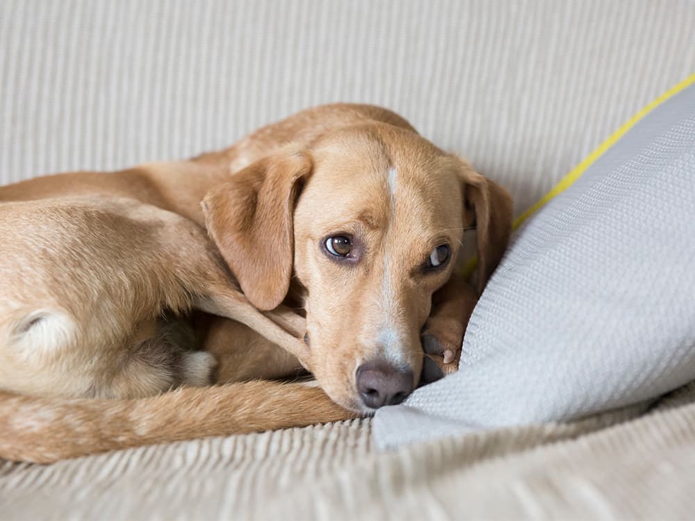 Brown dog relaxing and rest on sofa, he looks so sad waiting the owner alone