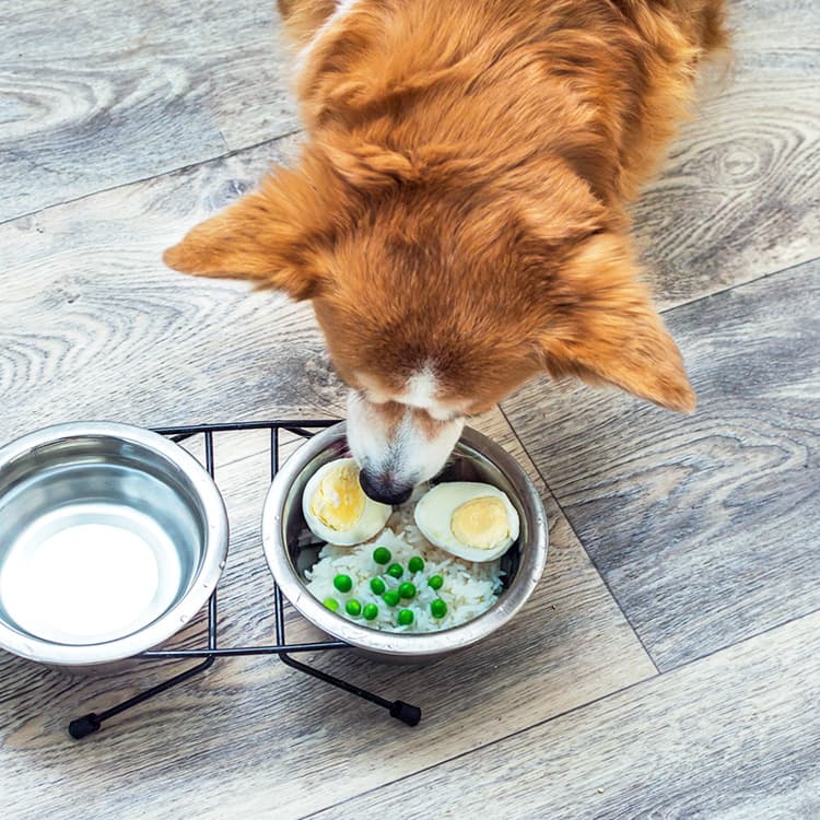 8 Foods You’ve Been Told Your Dog Can’t Eat But Actually Can