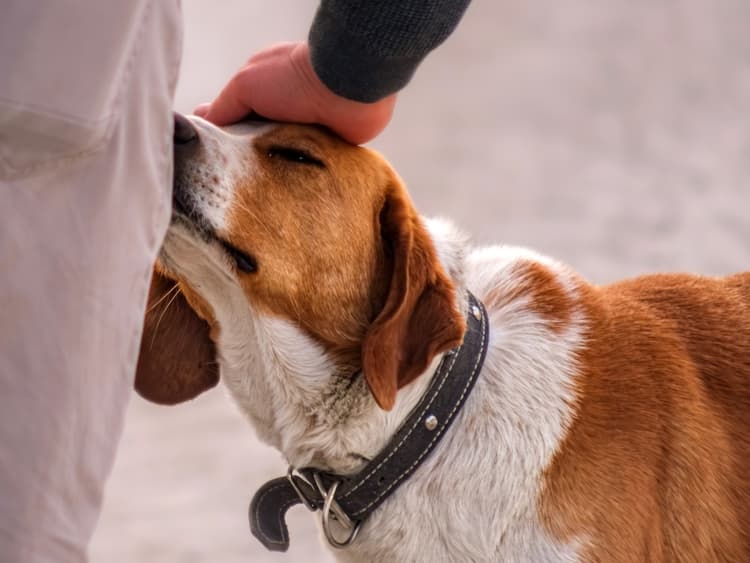 Why Your Dog Is So Obsessed With Sniffing You When You First Get Home