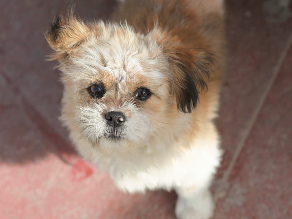 A beautiful dog in looking at the camera