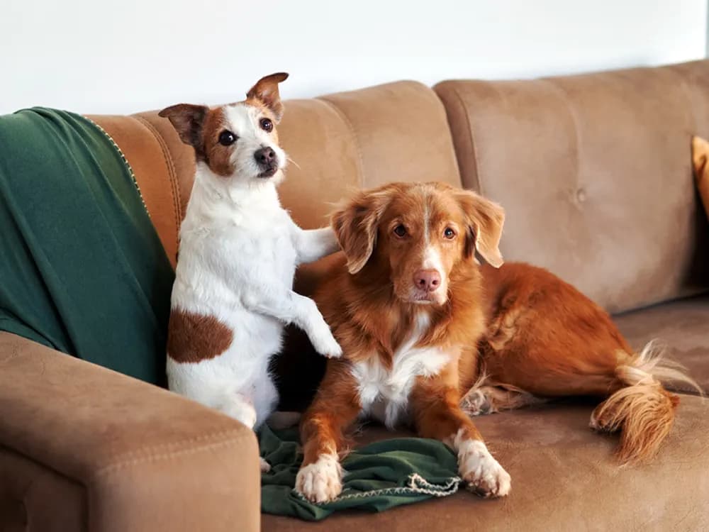 small dog vs large dog