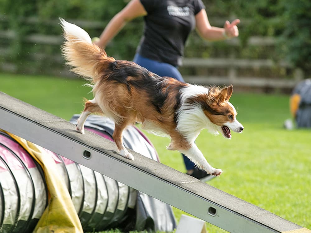 Mental Stimulation for Dogs: Best Activities and Exercises