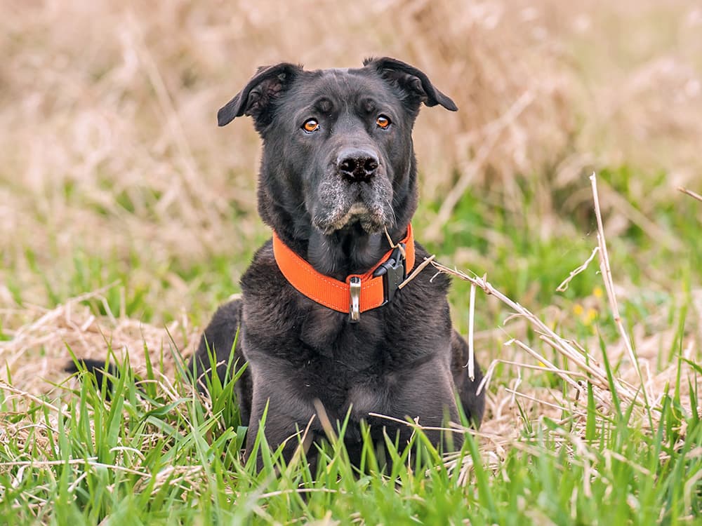 Labrador Retriever Mastiff dog mixed breed sitting outside.