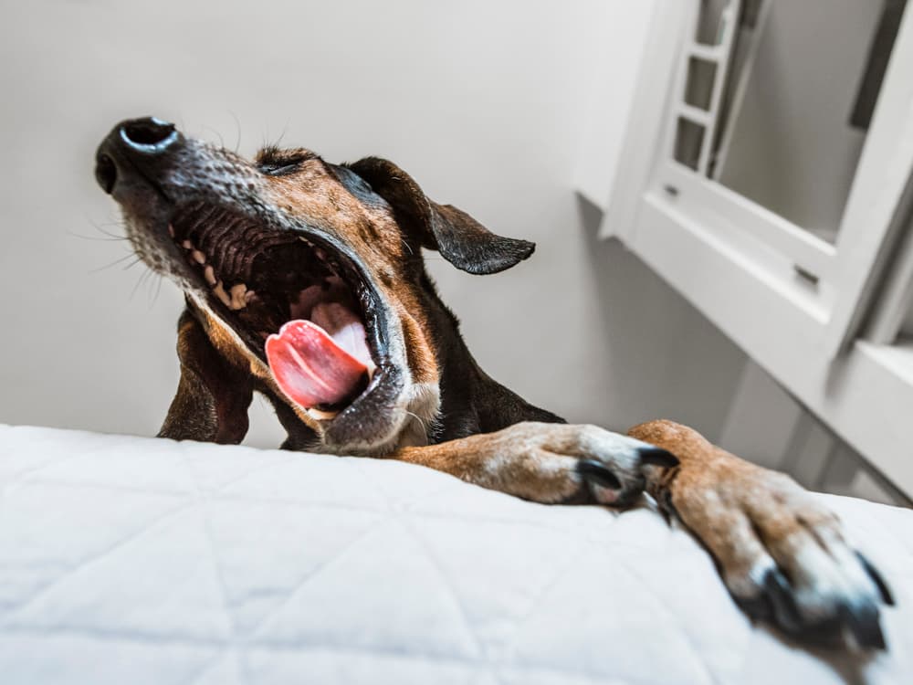 Is Kennel Cough Contagious?