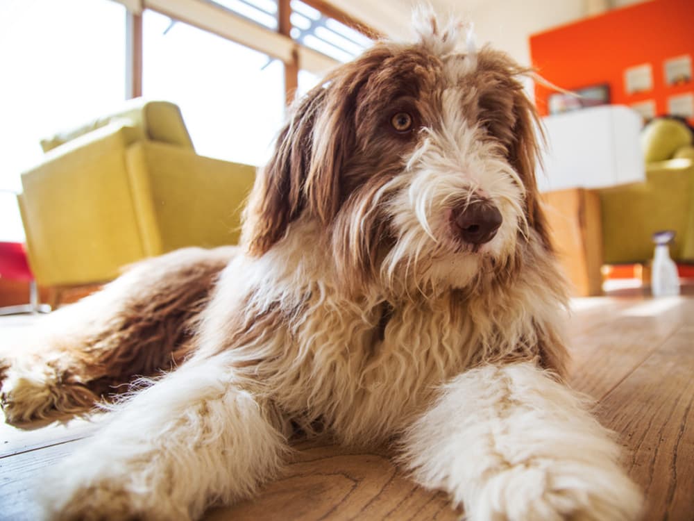 Bearded Collie