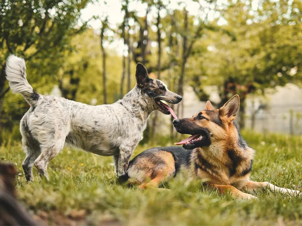 two dogs meeting eachother on grass