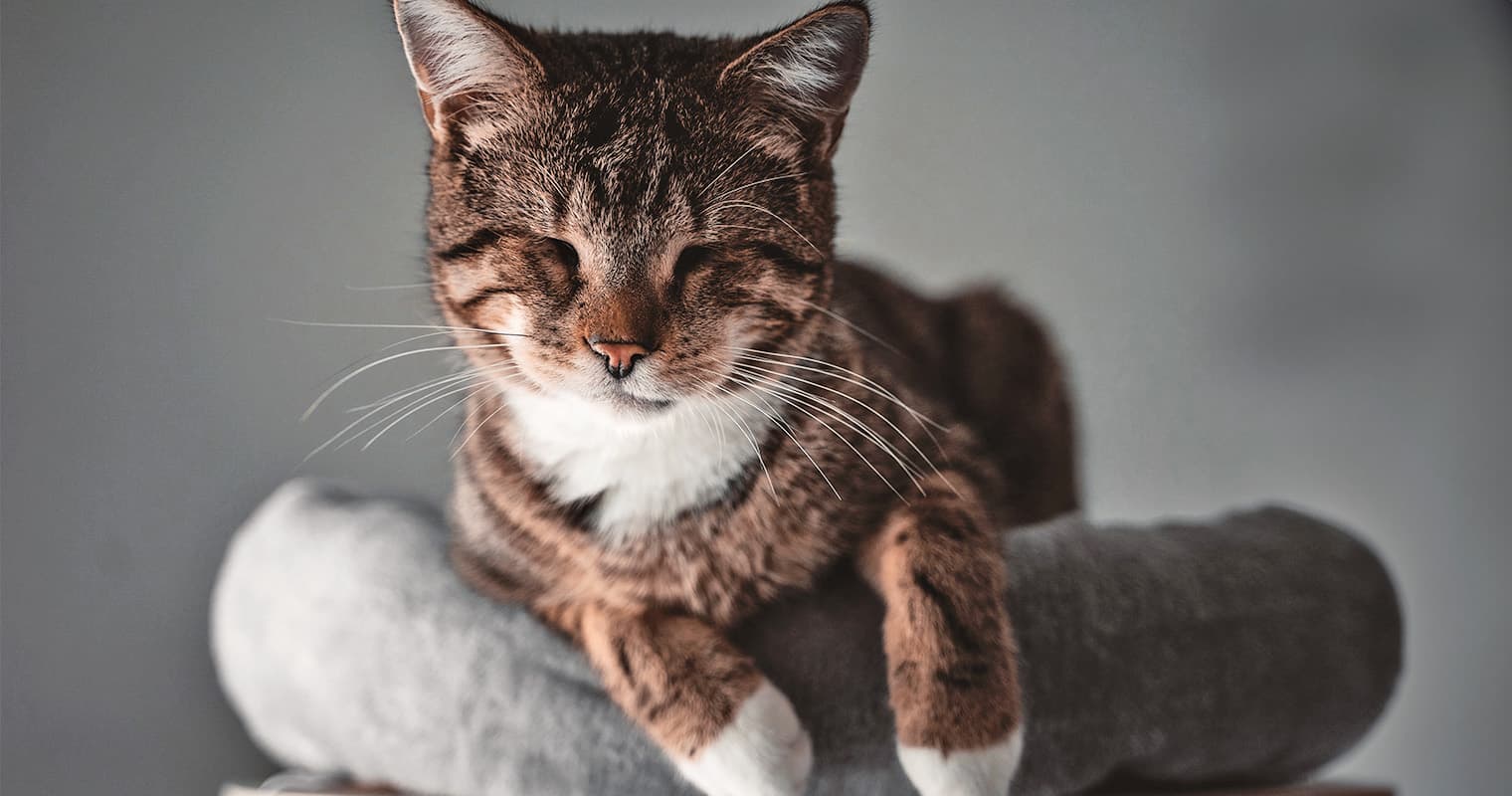 Considering Adopting a Blind Cat? Here’s What You Need to Know