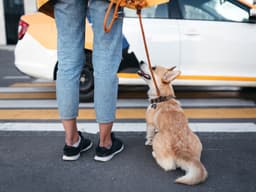 7 Ways to Stop Your Dog from Scavenging on Walks