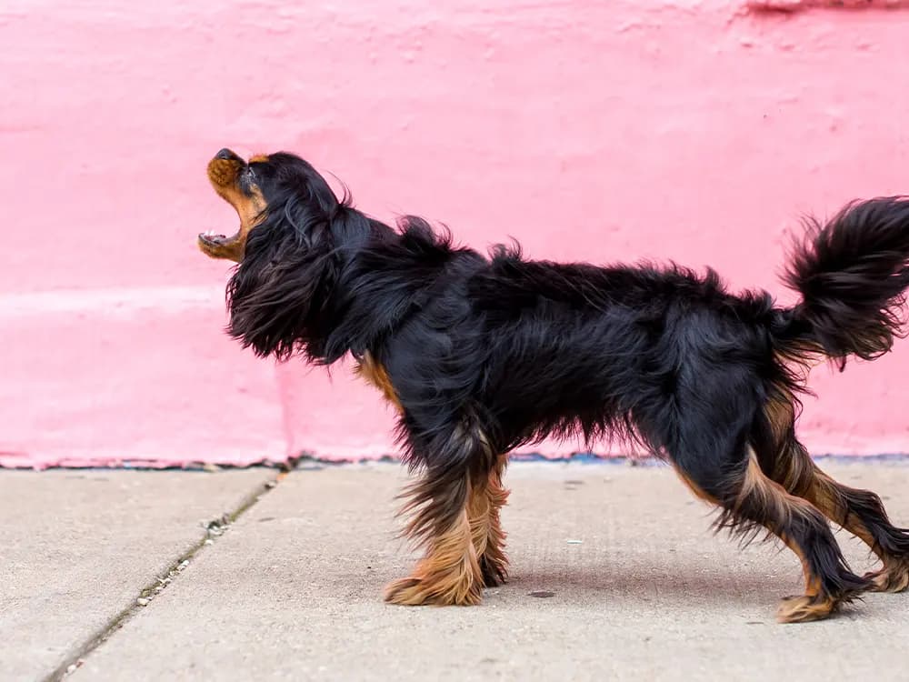 Dog barking on the sidewalk