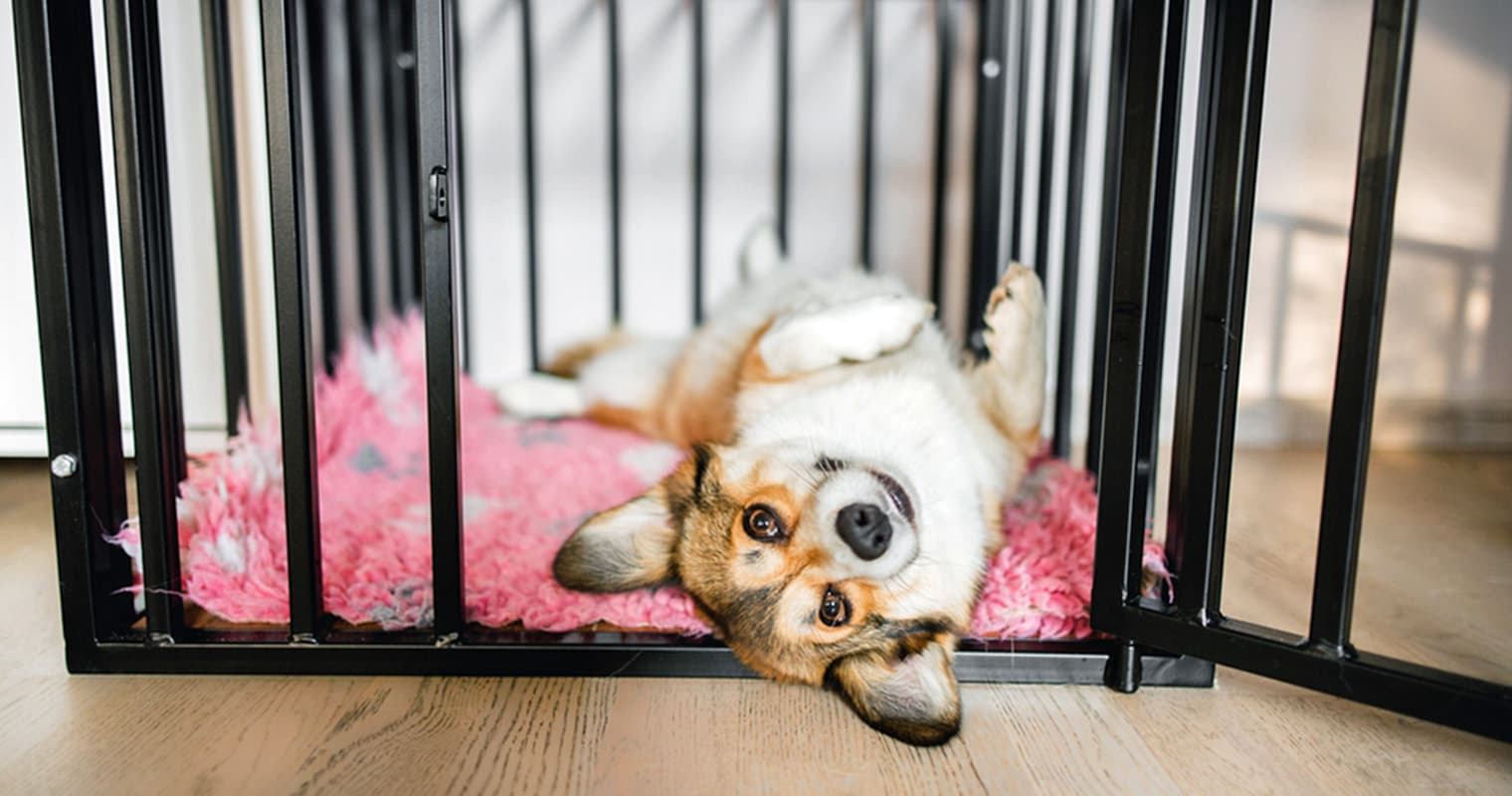 How to Pick the Right Crate for Your Dog