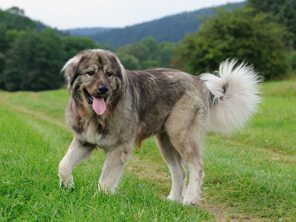 Caucasian Shepherd