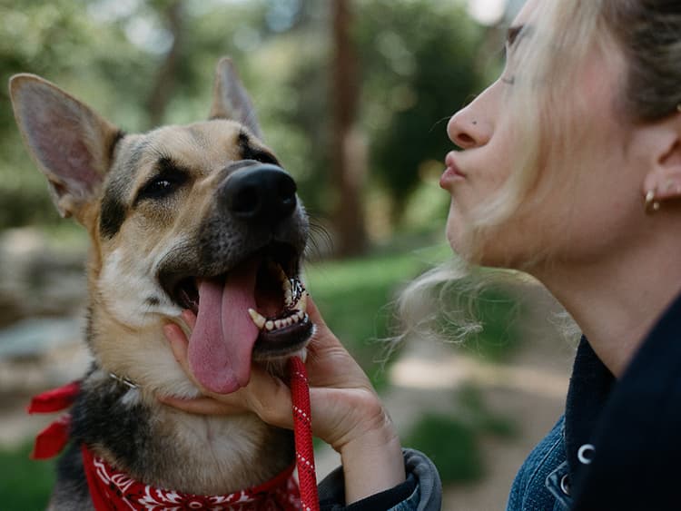 How Blondshell Trained Her German Shepherd to be a Lap Dog