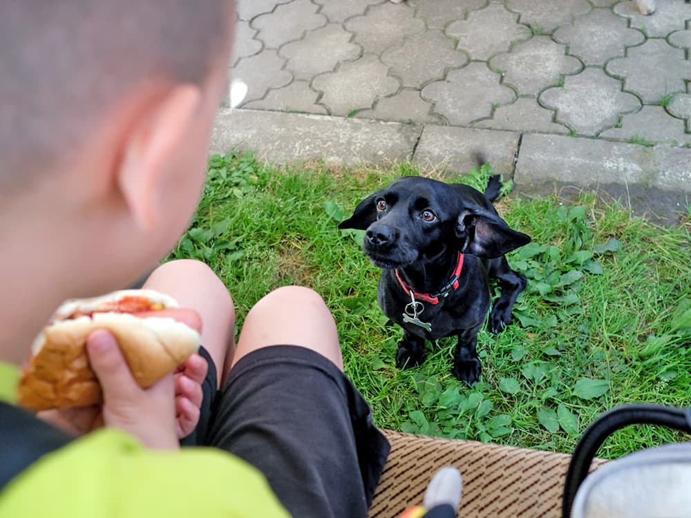 7 Things You Need to Know Before Bringing Your Dog to a BBQ