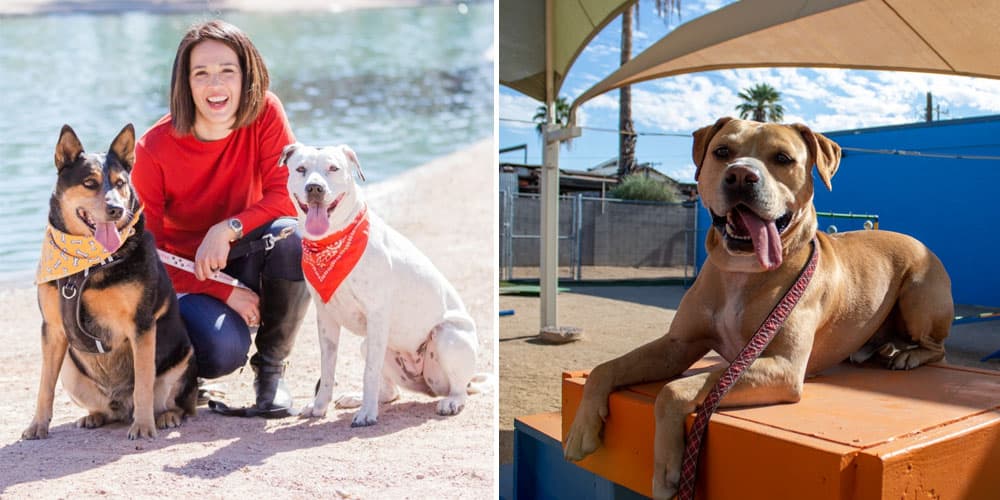 Arizona Animal Welfare League