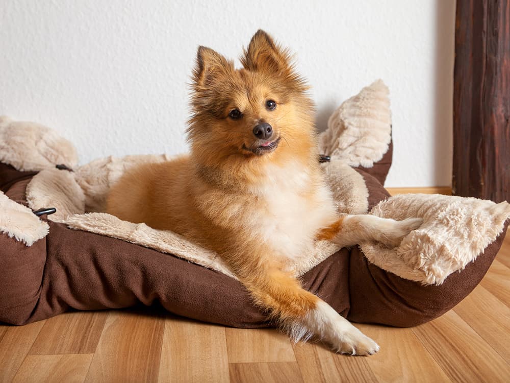Shetland Sheepdog