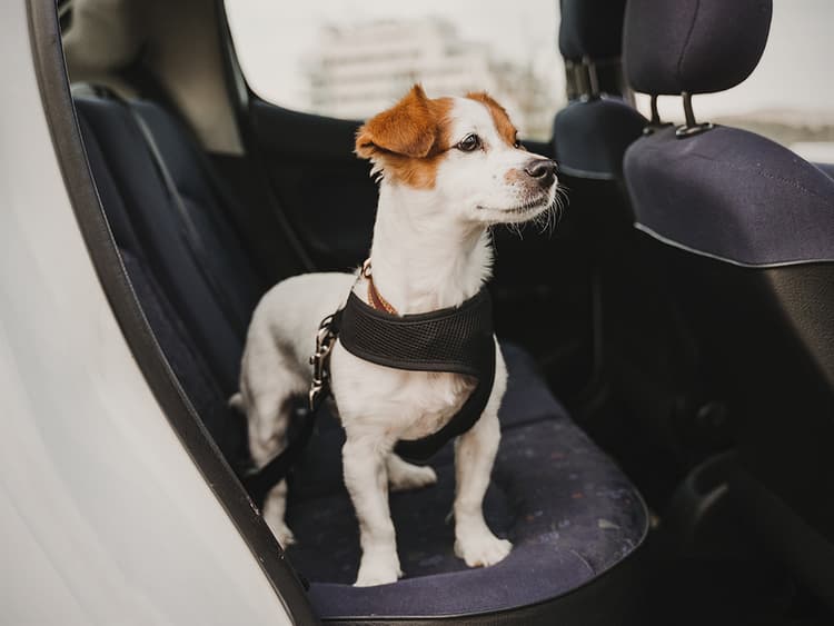 How to Keep Your Dog Safe in the Car