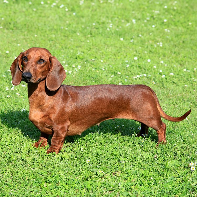 The Real Reason Dachshunds Look Like Hot Dogs
