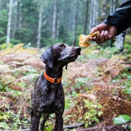 6 Mushroom Superfoods that Won’t Turn Your Dog Into a Zombie