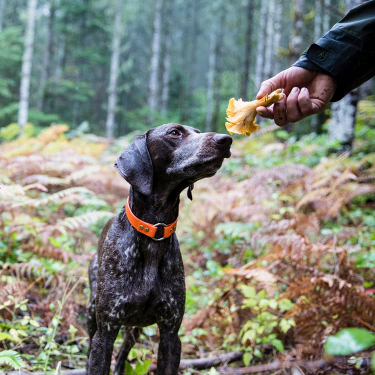 6 Mushroom Superfoods that Won’t Turn Your Dog Into a Zombie