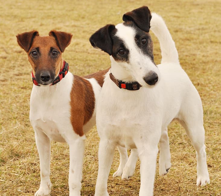 Two purebred Smooth Fox Terrier dogs standing on the grass.