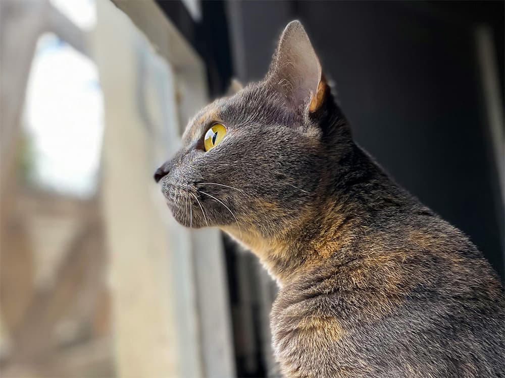 tortoisehell cat looking through window