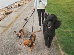 The Race to Find a Back-to-Work Dog Walker