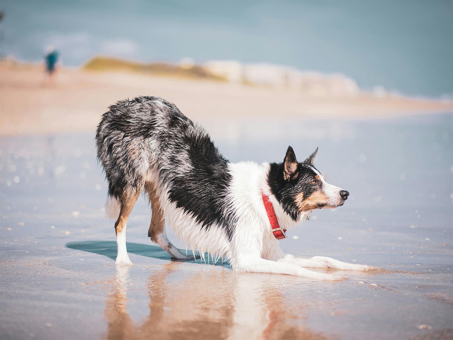 border collie training on a beach