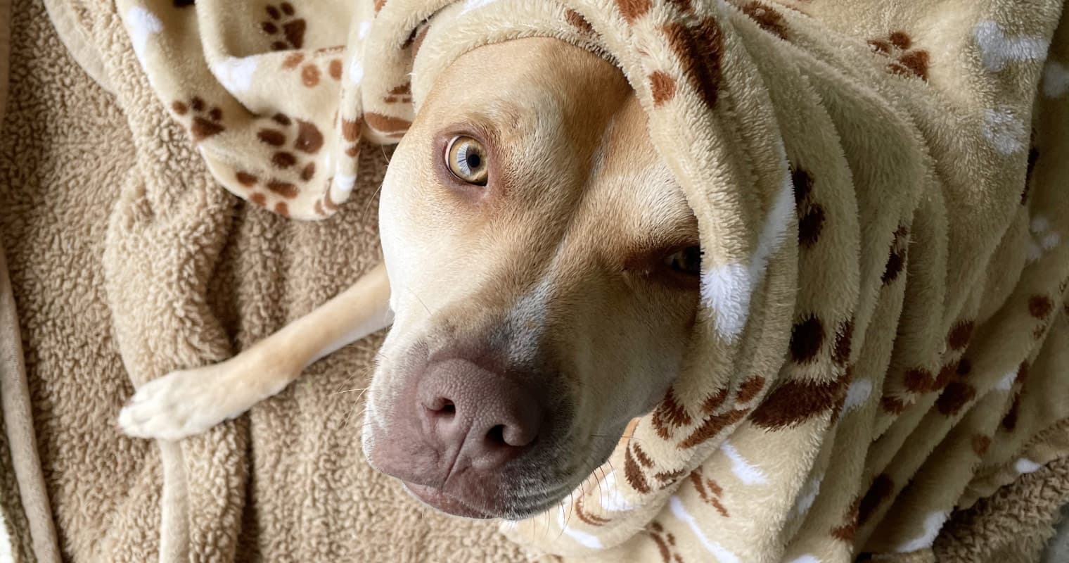 From a Crate to a Soul Pup: How Kona Found Her Person