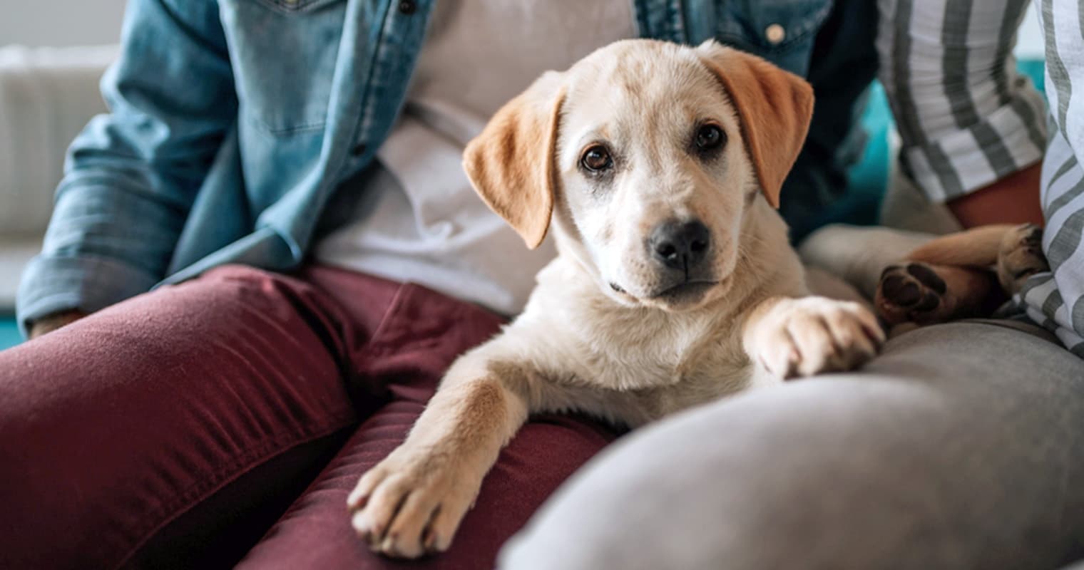 aap-hero-foster50 - Zamrznuti tonovi / Shutterstock