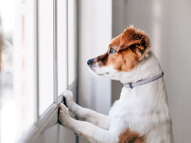8 Things Our Dogs Are Really Doing While We’re Away