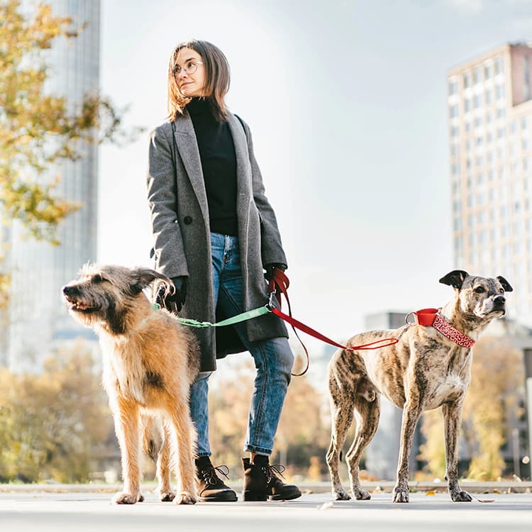 Have a City Dog? Here’s How to Help Your Pup Thrive in an Urban Environment