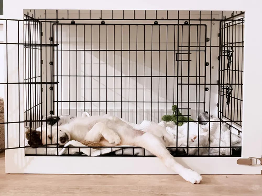 Should You Crate Your Dog At Night?