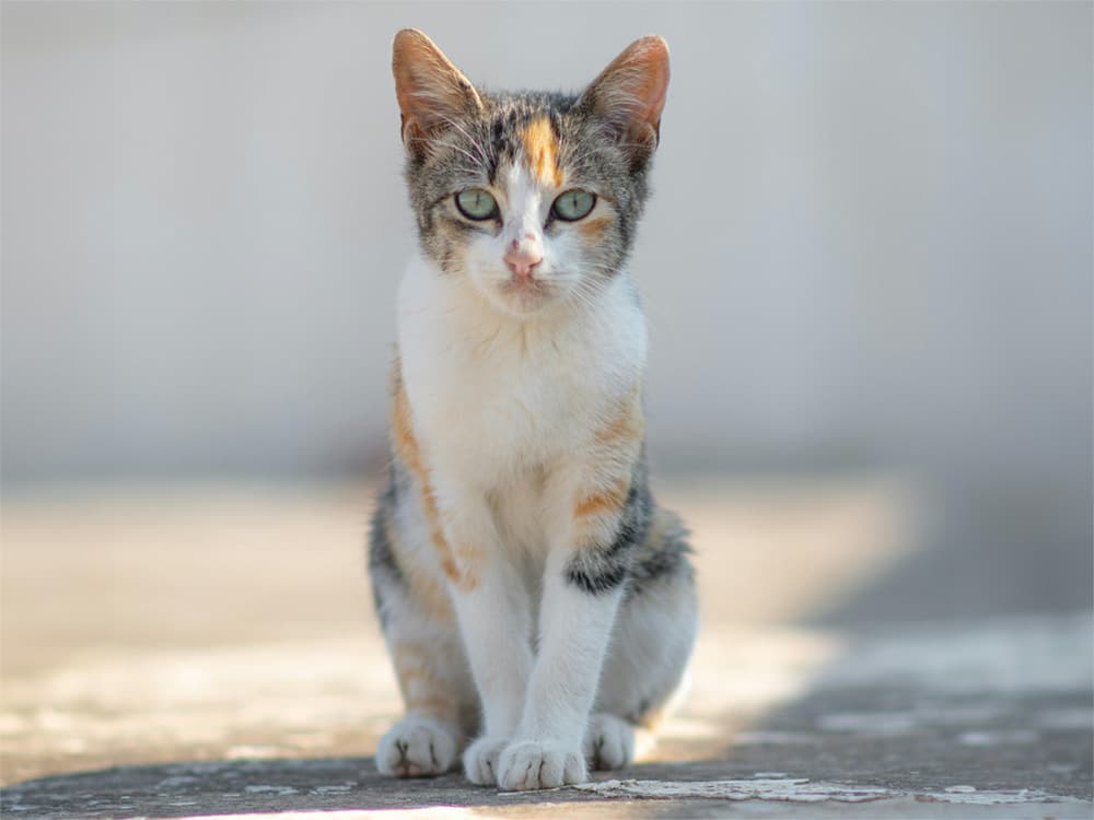 muted calico dilute calico kitten on street
