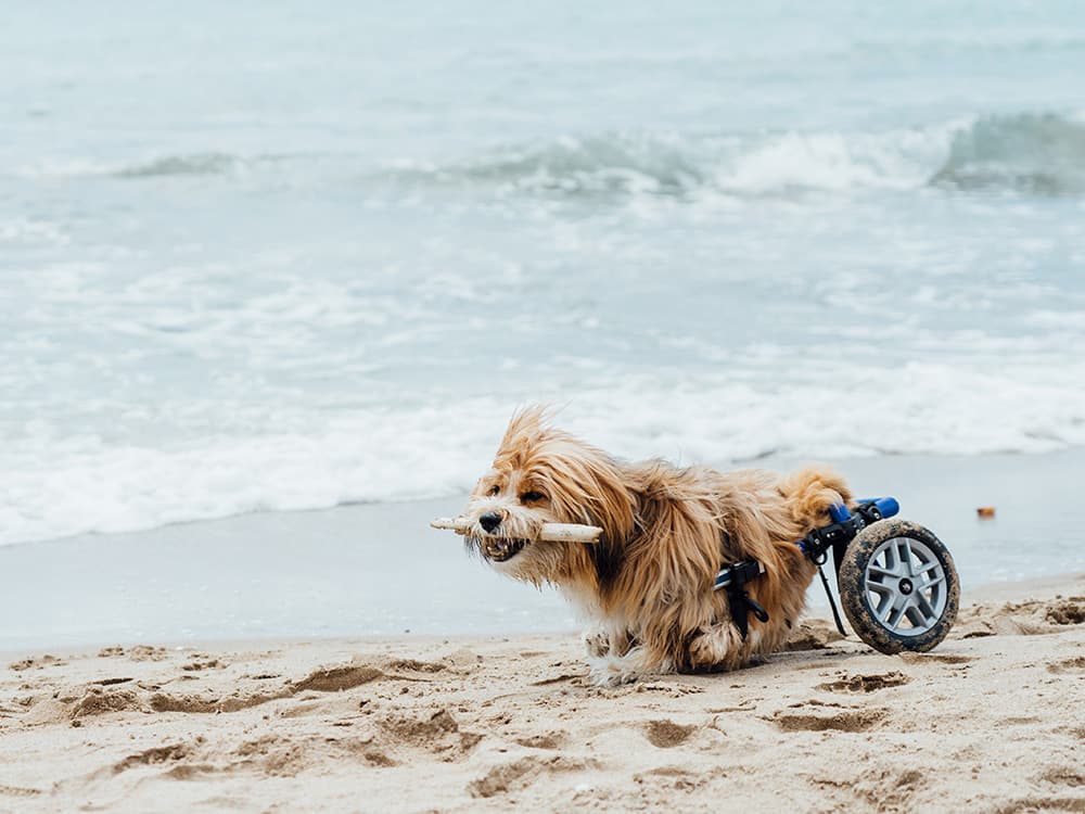 A dog in a wheelchair on the beach.