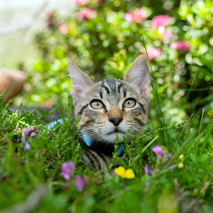 How To Remove a Tick From a Cat